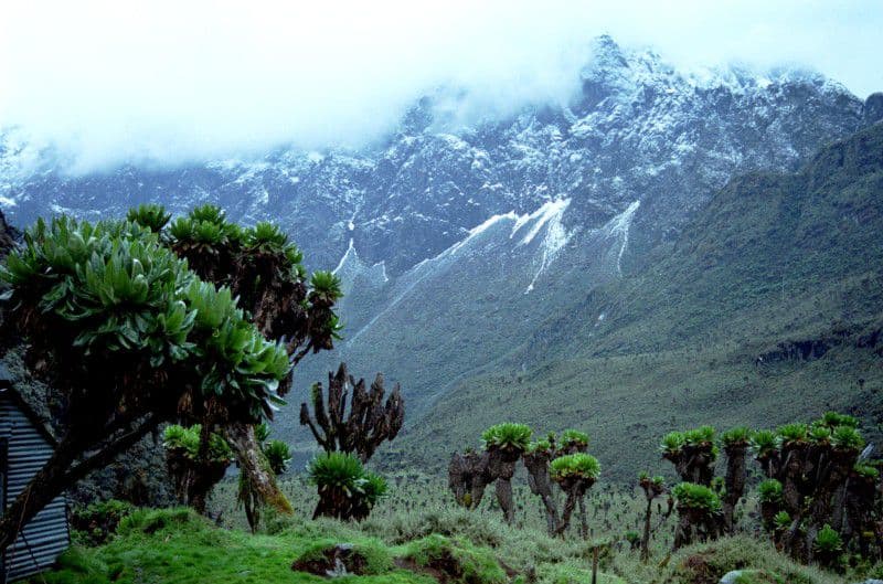 mount rwenzori